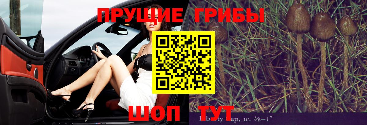 Михайловск  Галлюциногенные грибы Psilocybine cubensis  Вход с VPN 